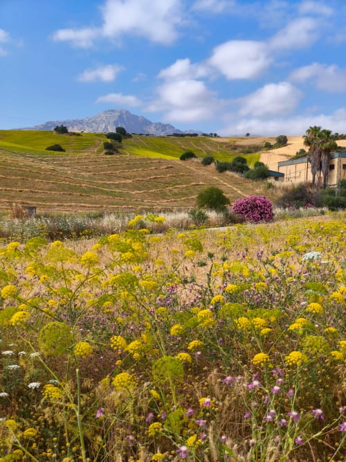 Champ de fleurs sauvages en fleur avec vue sur la montagne près de l'Hôtel Balcón De Los Montés à Colmenar, Espagne