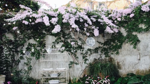 Lussureggiante giardino del Relais Palazzo Cacace a Meta di Sorrento, Italia, con fiori rosa in fiore che cascano su muri