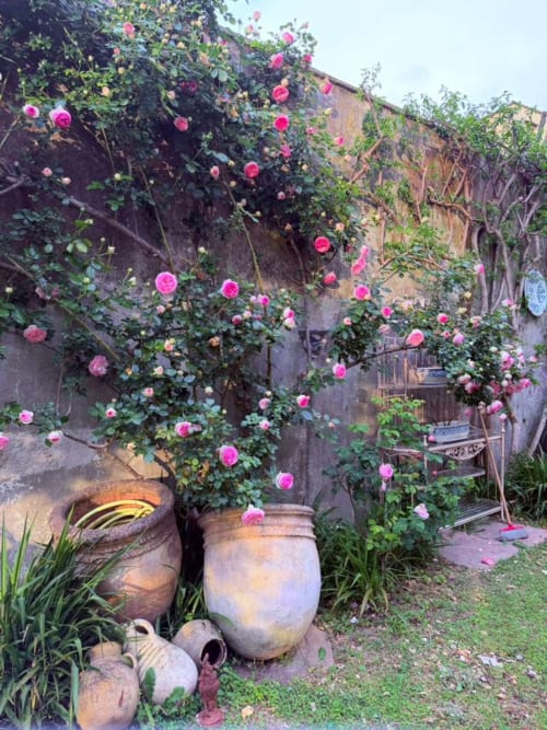 Rose rosa vibranti rampicanti sul muro in terracotta della villa-giardino Relais Palazzo Cacace a Meta di Sorrento