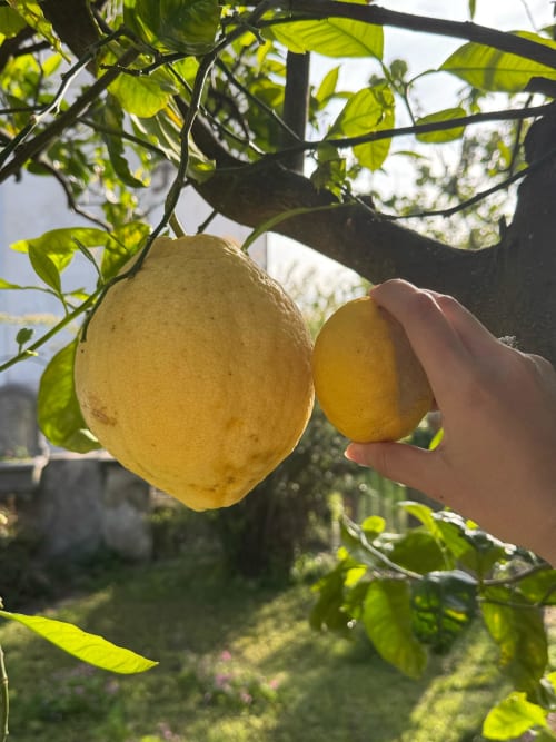 Limoni freschi appesi ai rami di un albero nel giardino di Meta di Sorrento presso Relais Palazzo Cacace