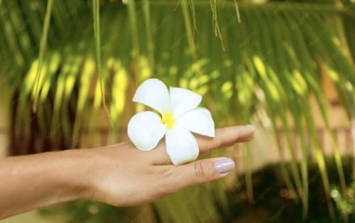 Fleur de frangipanier blanc tenue en main à Fare Tihi Moana, guesthouse à Raiatea, Polynésie française