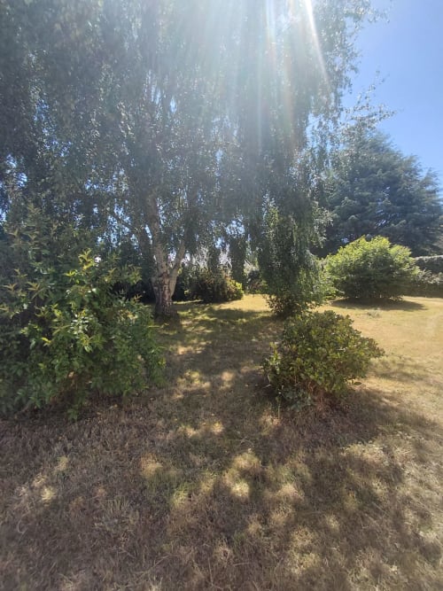 Vue ensoleillée du jardin de la maison d'hôtes Maison Lannivrec à Locmaria, avec bouleaux et végétation luxuriante