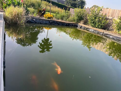 Bassin privé avec carpes koï à l'hôtel Bubble Jade de Bazouges-la-Perouse, entouré de plantes luxuriantes et d'aménagements paysagers