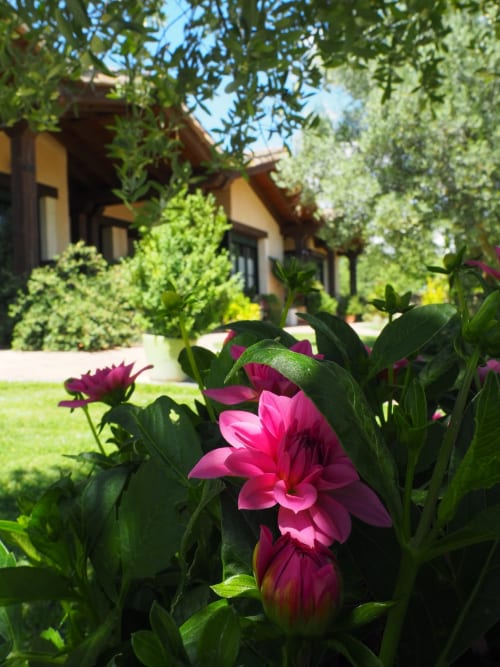 Vibrant pink flowers in garden at Senda del Duratón Apartments, Sebúlcor, with rustic building and green foliage