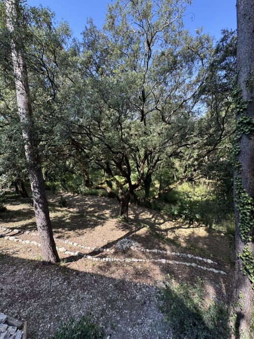 Allée ombragée du Domaine d'Olga à Aniane avec arbres matures et végétation naturelle