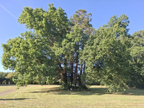 Majestueux chêne dans le parc du Château de Saint-Thomas, gîte français à Saint-Étienne-de-Montluc