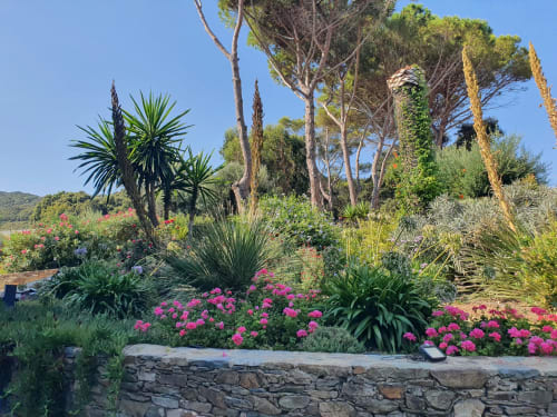 Jardin méditerranéen de la Villa EOLE avec fleurs roses, palmiers et mur en pierre à Centuri, Corse