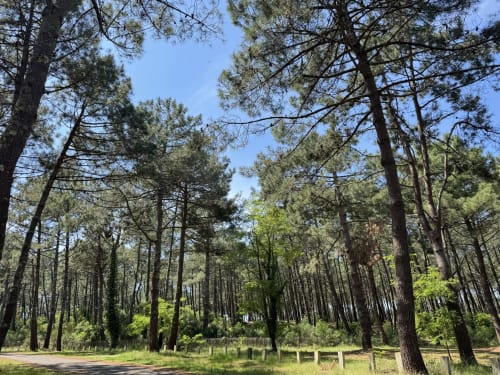 De grands sapins bordent un charmant sentier à travers le jardin de Côte Landes, à Mimizan
