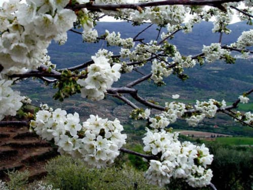 Flores blancas enmarcan vistas panorámicas del valle desde el Mirador Medieval de Cáceres, España