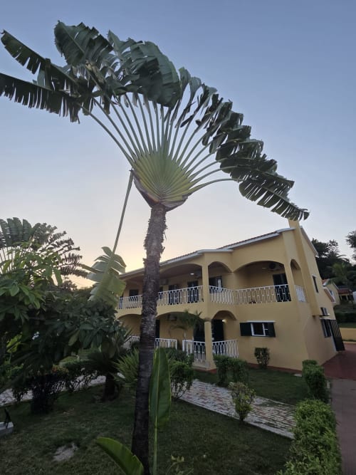 Grande palmeira-leque no jardim da Casa Amarela, hotel em São Tomé, Equador