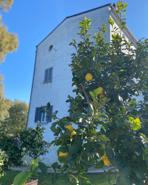 Albero di limone in fiore al Ponteronico Resort B&B, Sessa Aurunca, Italia con edificio dalle persiane blu