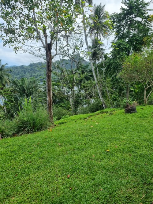 Gramado exuberante com árvores tropicais com vista para o rio nas Casas do Equador, São Tomé