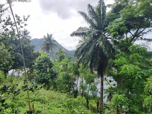 Exuberante jardim tropical com palmeiras e vista para o mar em Equador Houses, São Tomé