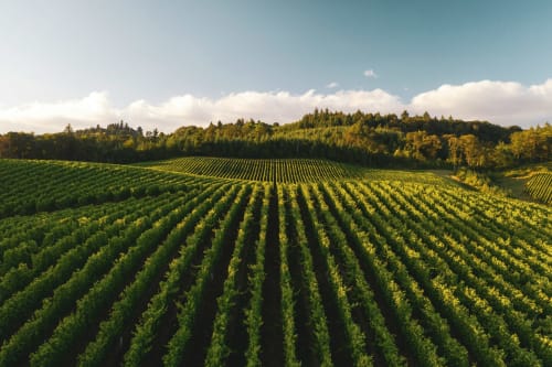 Expansive vineyard rows with green grapevines and forest backdrop near Chateau Haute Roche in Oudon, France