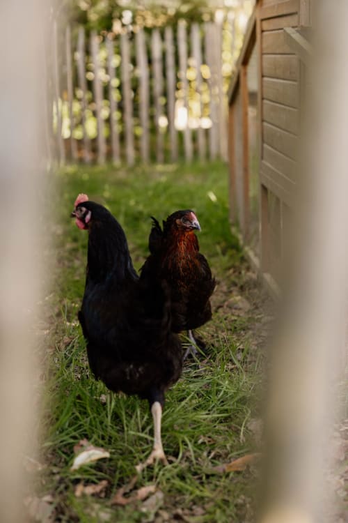 Deux poules noires marchant dans une étroite allée du Manoir de la Nogrie, Val d'Izé
