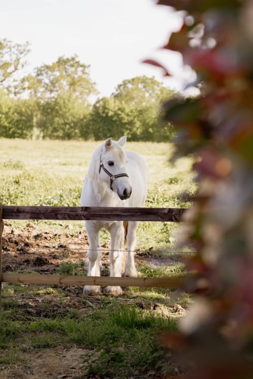 Cheval blanc avec licol à la barrière en bois dans un pré ensoleillé, Manoir de la Nogrie, Val d'Izé France