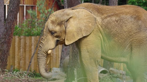 Éléphant au sanctuaire animalier L'escapade au Mans, France