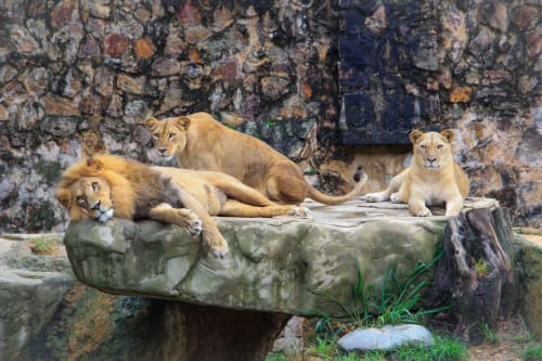 Trois lions se reposant sur une formation rocheuse à l'hôtel L'Escapade au Mans, France