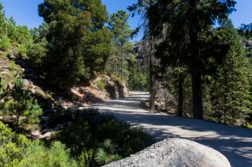 Estrada de montanha ladeada por árvores altas levando ao retiro rural Villas Eden em Portugal