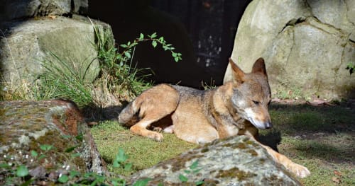 Coiote descansando sobre solo coberto de musgo entre rochas na Villas Eden, retiro rural português