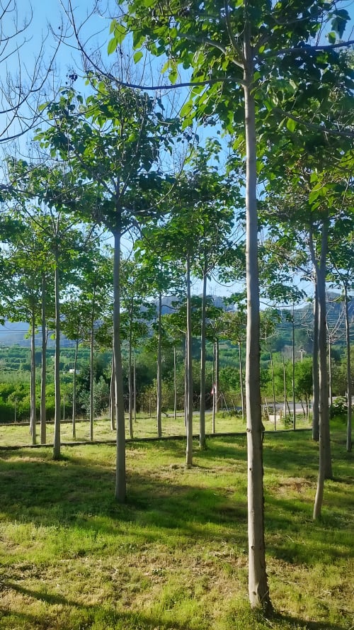 Árboles jóvenes y altos en los amplios terrenos del hotel La Caseta de Ròtova con vistas al valle, Ròtova España