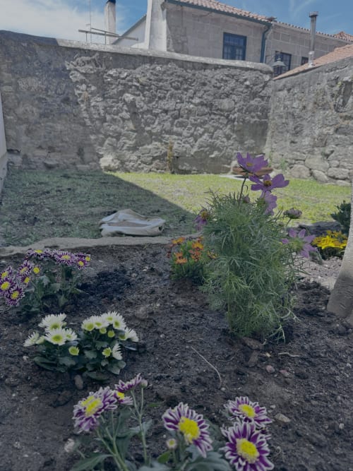 Colorful daisies blooming in Albergue Santiago de Caminha's courtyard, Caminha Portugal