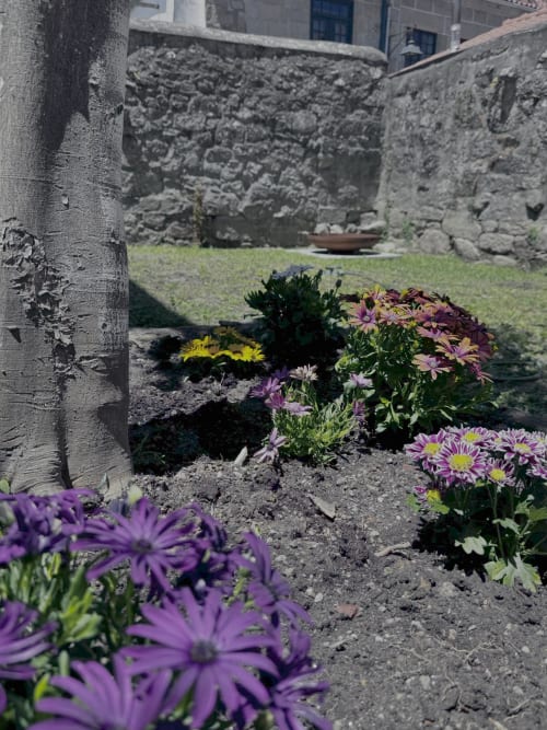 Colorful daisies bloom in garden bed at Albergue Santiago de Caminha hostel in Caminha, Portugal