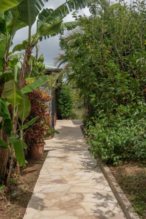 Allée luxuriante aux Gîtes Bagatelle, Sainte-Rose avec plantes tropicales et chemin dallé