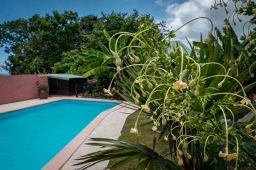 Piscine turquoise avec terrasse courbe, jardins luxuriants et structure bois aux Gîtes Bagatelle, Sainte-Rose