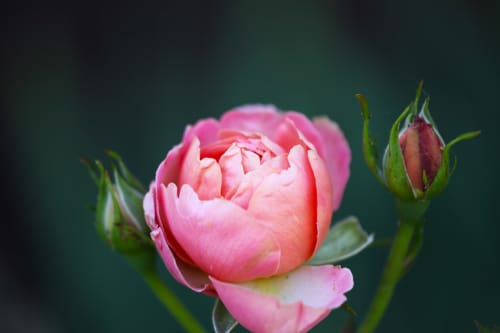 Fleur de pivoine rose avec bourgeons sur fond verdoyant au Clos Ayanna, Crémieu