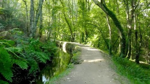 Sendero de piedra cubierto de musgo atravesando el bosque verde exuberante de Turismo Rural O Vilar, Galicia
