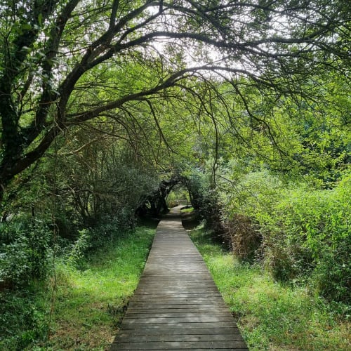Pasarela de madera entre árboles frondosos en Turismo Rural O Vilar, casa rural en A Coruña, España