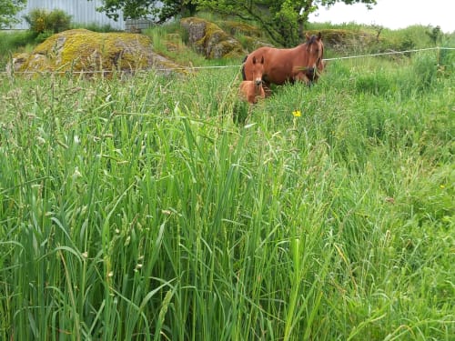 Cheval brun paissant dans un pré verdoyant à La Maison De Fleurat, Domeyrot
