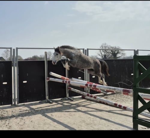 Cheval sautant un obstacle aux rayures rouges et blanches dans un centre équestre près de Domeyrot, France