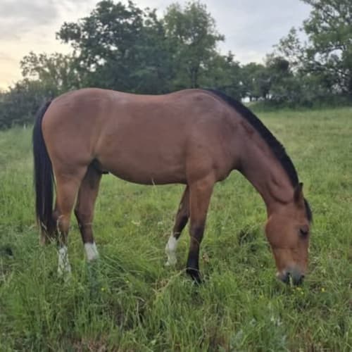 Cheval brun broutant dans un pré verdoyant à La Maison De Fleurat à Domeyrot, France