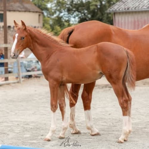 Cheval châtain aux marques blanches à La Maison De Fleurat, centre équestre à Domeyrot, France