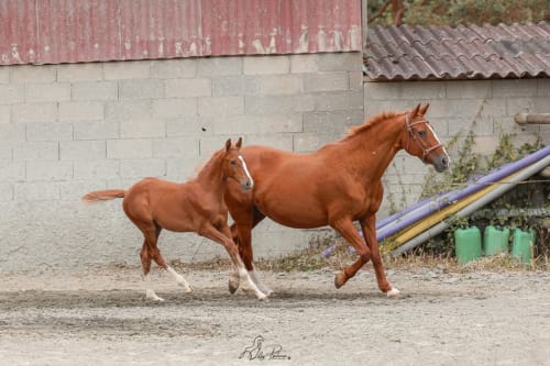 Deux chevaux châtains avec leurs poulains devant les bâtiments de la grange à La Maison De Fleurat, Domeyrot
