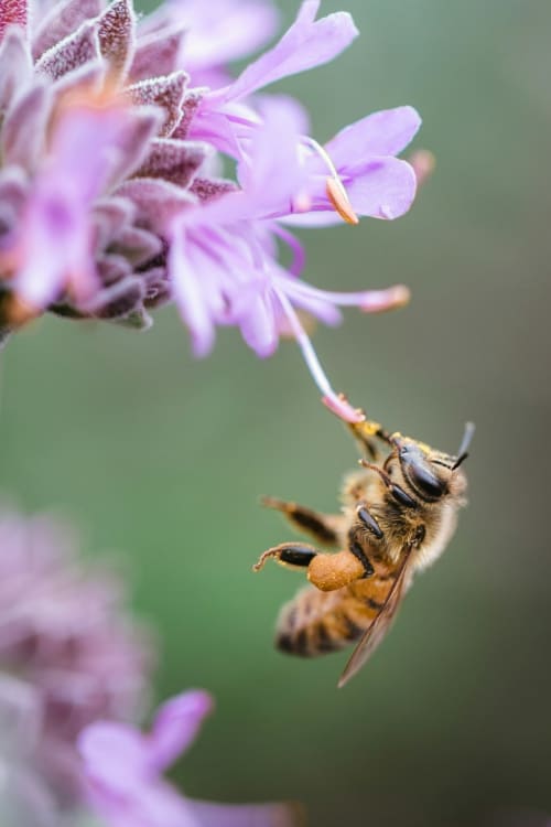 Abeja recolectando polen de flores púrpuras con cestas llenas, simbolizando la naturaleza y sostenibilidad cerca de Lyon