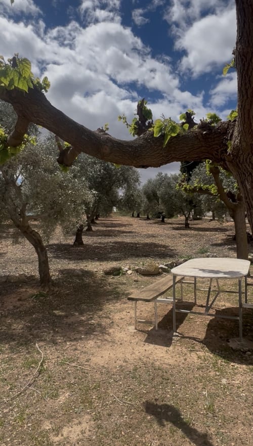 Outdoor seating area beneath ancient olive trees with expansive views of the olive grove at Casa Rural Finca El Olivar