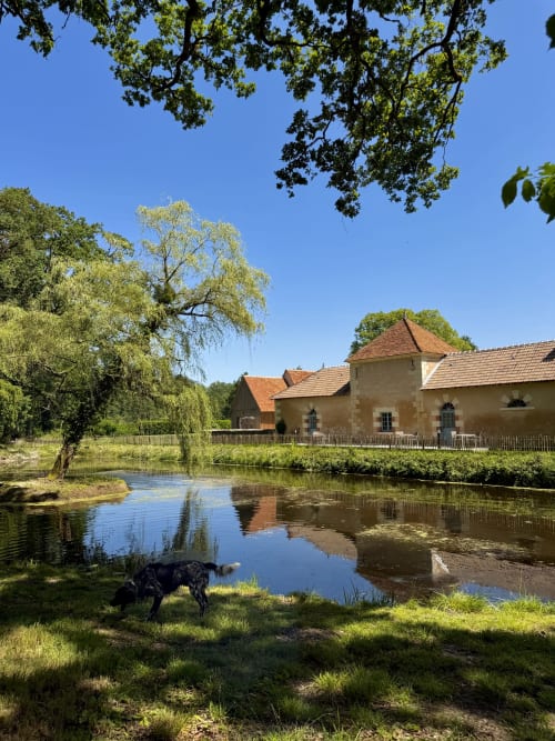 Chien noir près de l'étang du gîte Cloffy, Nouans-les-Fontaines, avec maison en pierre historique et saule pleureur