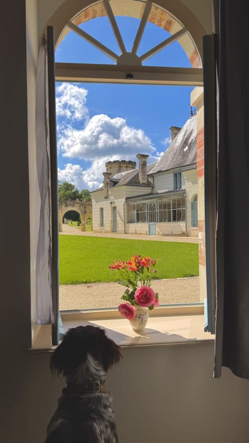 Chien regardant par la fenêtre du gîte de Cloffy B&B à Nouans-les-Fontaines, avec roses, jardins entretenus et domaine historique