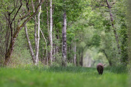 Sanglier sauvage marchant sur le sentier de la forêt de bouleaux à La Grange Aux Étangs, Sennely, France