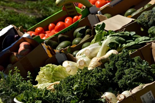 Produits frais de la ferme à La Grange Aux Etangs : tomates, concombres, laitue, chou frisé et légumes racines en caisses.