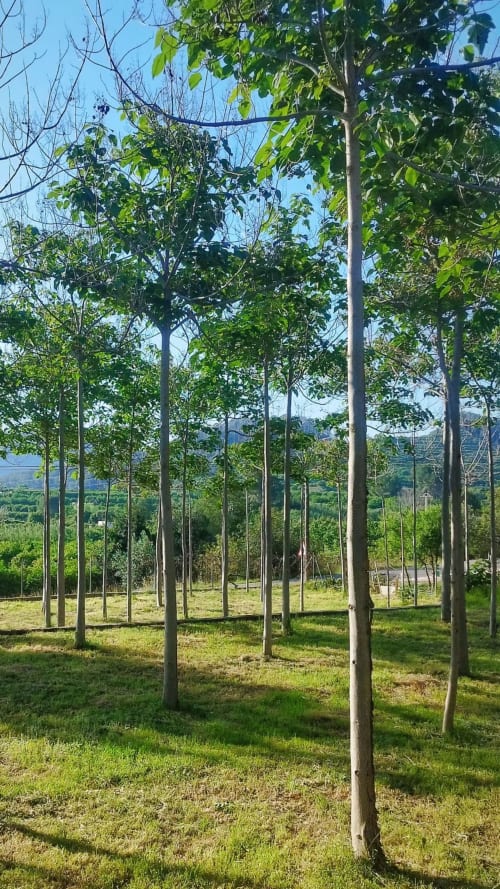 Árboles altos con frondoso follaje verde en espaciosos terrenos de la casita La Caseta de Ròtova, Ròtova, España, con vistas a las montañas
