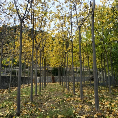 Paseo arbolado otoñal en la caseta de Ròtova con follaje dorado y estructuras de piedra en Ròtova, España