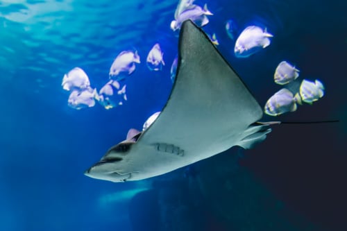 Raie manta nageant avec des poissons tropicaux dans les eaux bleues profondes près d'Ô de Mer, Sangatte