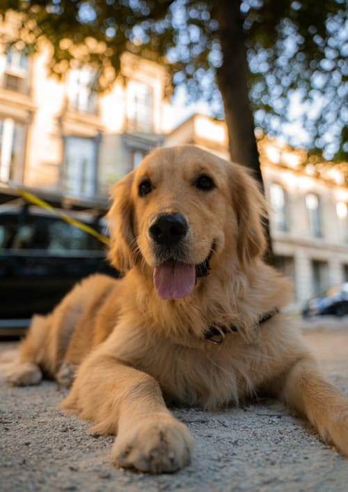 Golden Retriever lying on street near Groma Rooms hostel in Zaragoza with historic buildings