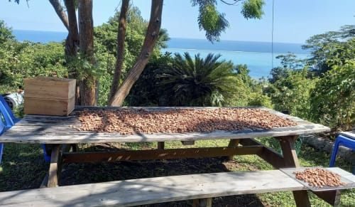 Cacao séchant sur des plates-formes en bois avec vue sur l'océan à Fare Tihi Moana, Raiatea