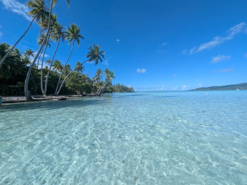 Lagon turquoise immaculé avec palmiers à la plage Fare Tihi Moana, Raiatea, Polynésie française