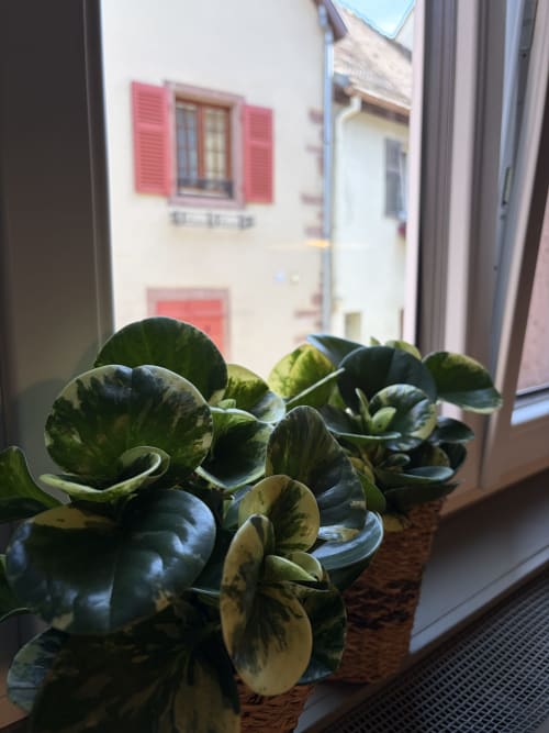 Plante en pot aux feuilles rayées sur le rebord de fenêtre de l'Hôtel l'Ange, Niedermorschwihr, avec bâtiments européens aux volets rouges
